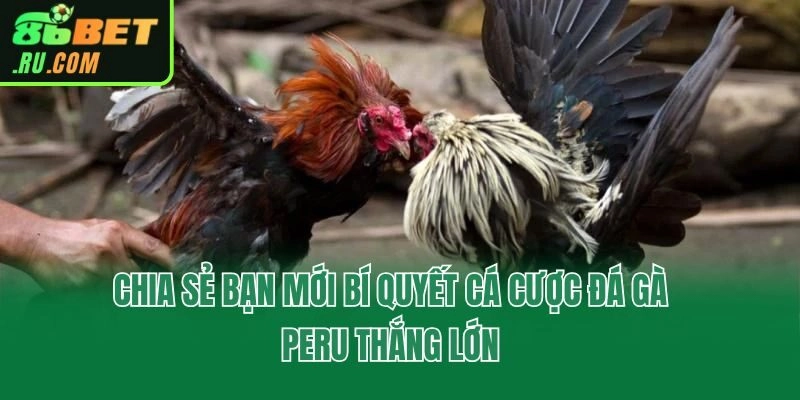Chia sẻ bạn mới bí quyết cá cược đá gà Peru thắng lớn